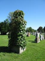 Chicago Ghost Hunters Group investigates Calvary Cemetery (119).JPG